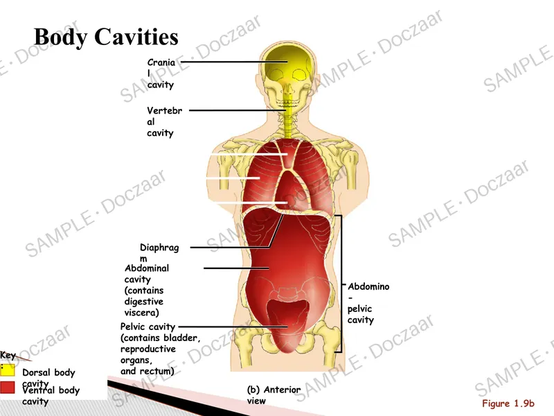 Preview page 29 of Introduction to Anatomy