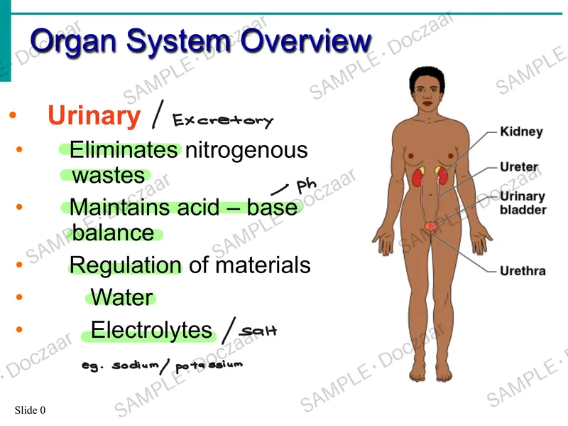 Preview page 16 of Anatomy & Physiology