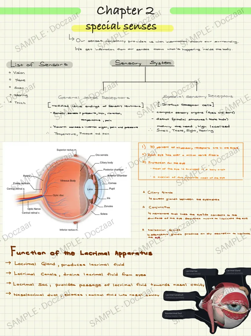 Preview page 27 of Anatomy & Physiology