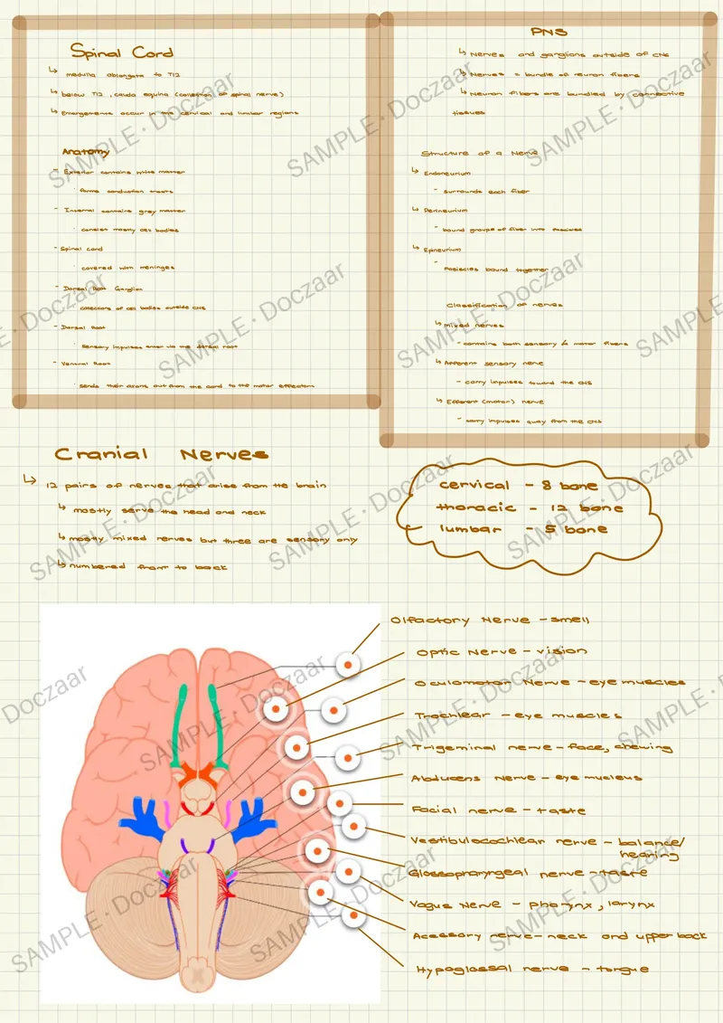 Preview page 81 of Anatomy & Physiology