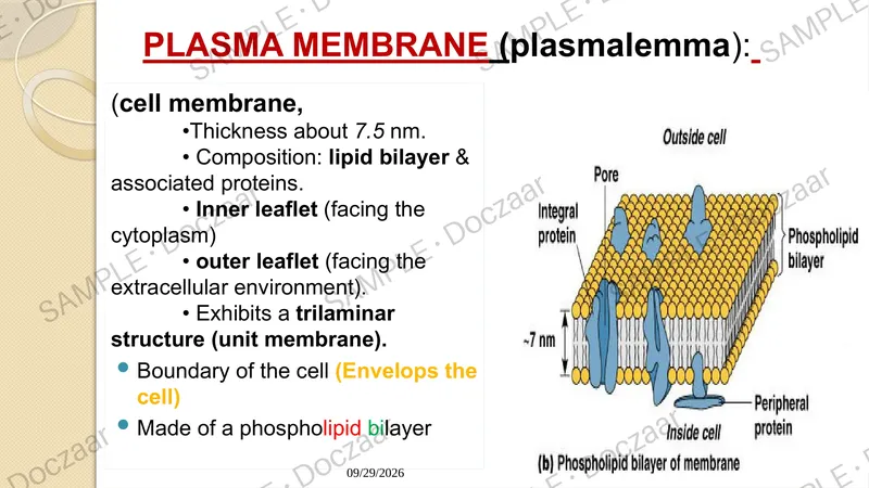 Preview page 14 of Cell Biology Lecture note