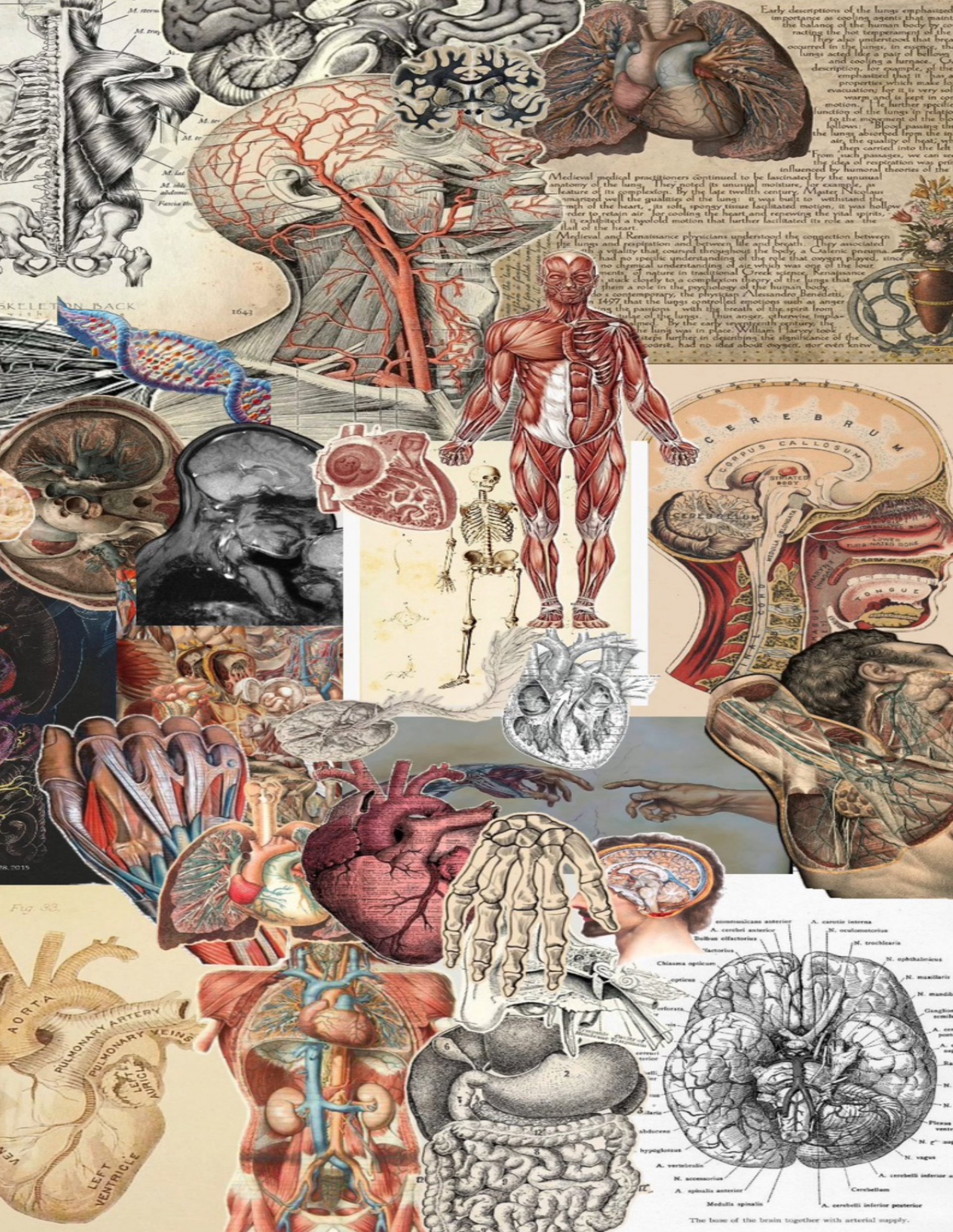 Preview of Anatomy & Physiology